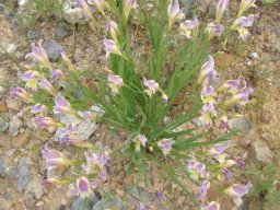 Gladiolus venustus many-flowered clump
